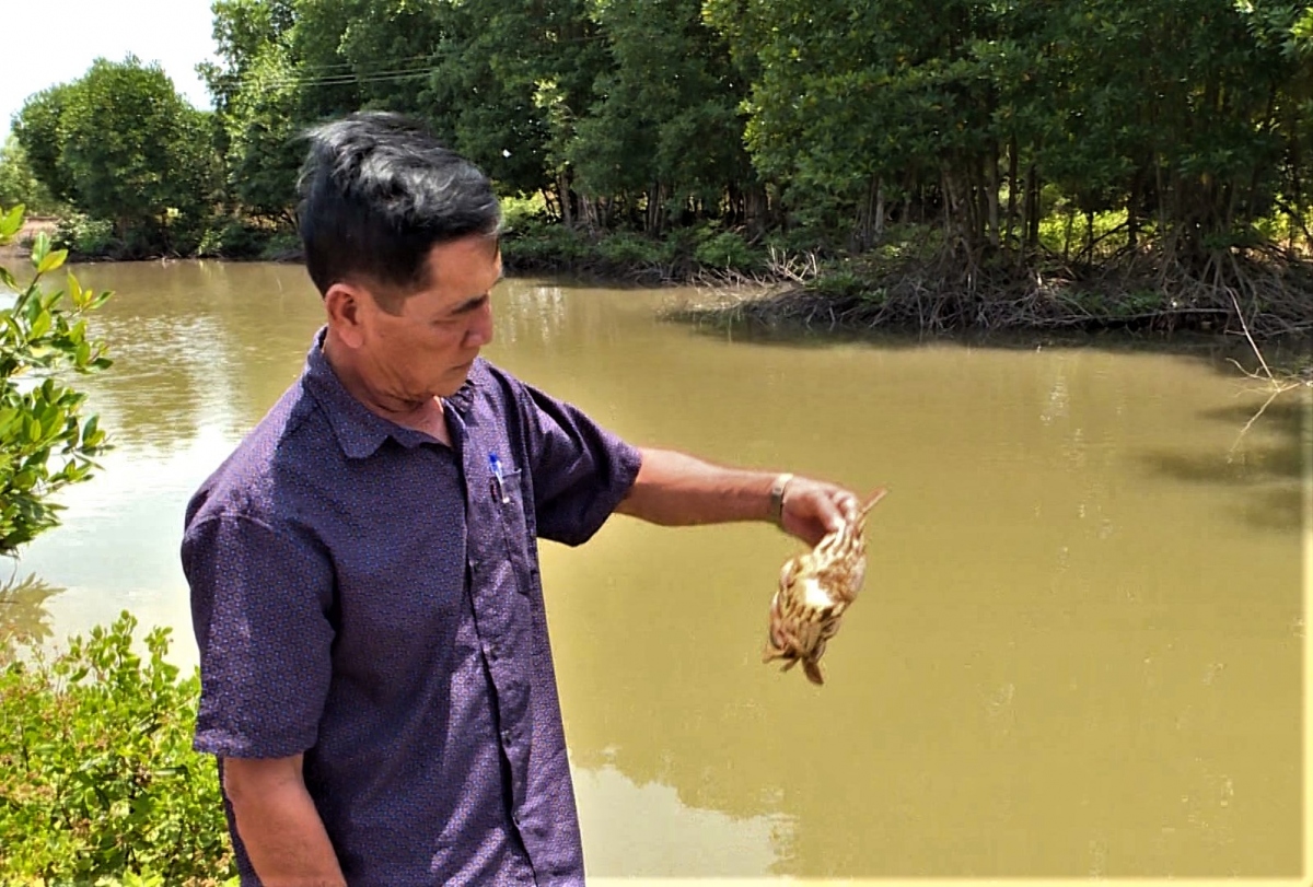 "Cua tại Cà Mau" chết bất thường trên diện rộng