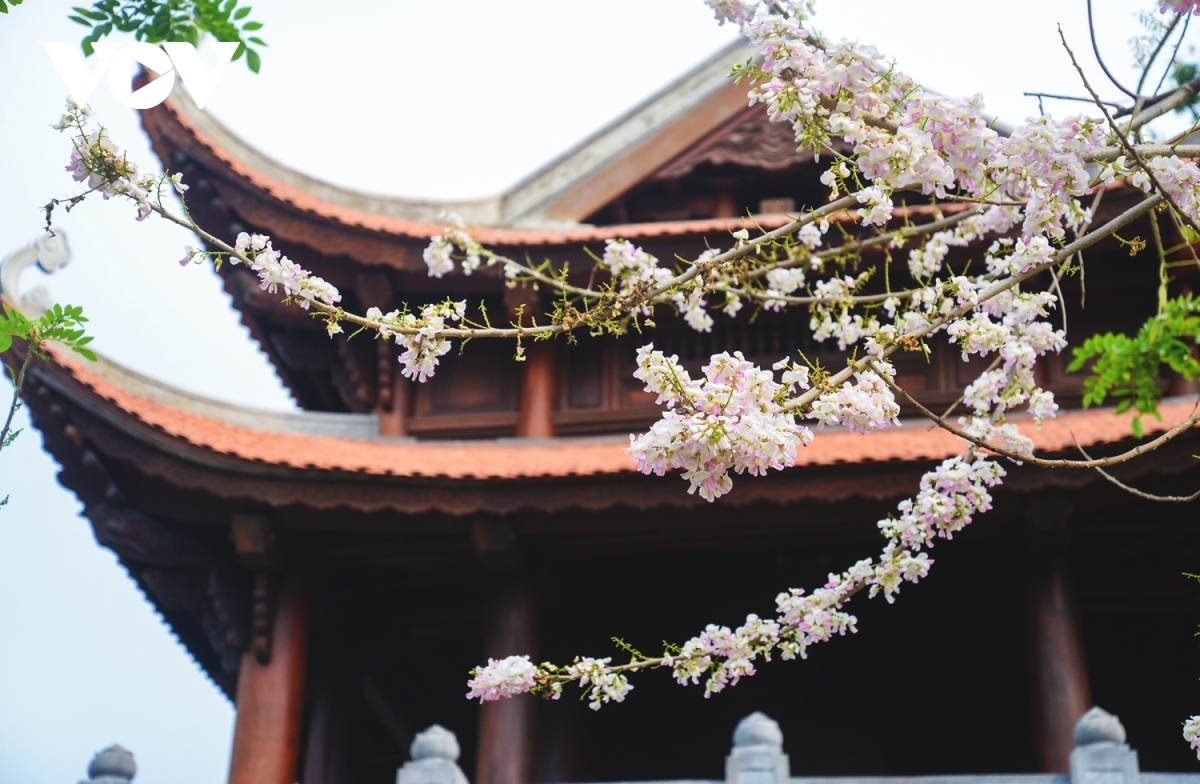 cua ong temple festival draws visitors in post-covid-19 period picture 8