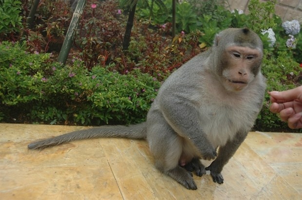 da nang urges protection of endangered primate population picture 1 da nang urges protection of endangered primate population picture 1