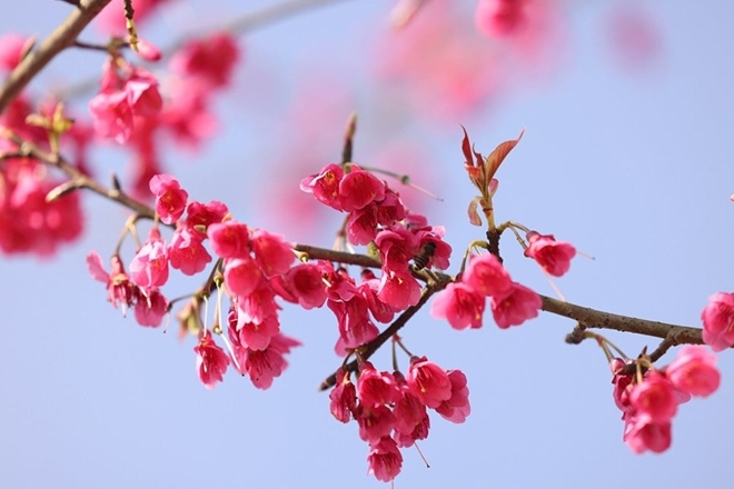 stunning japanese cherry blossoms spotted in sa pa picture 1