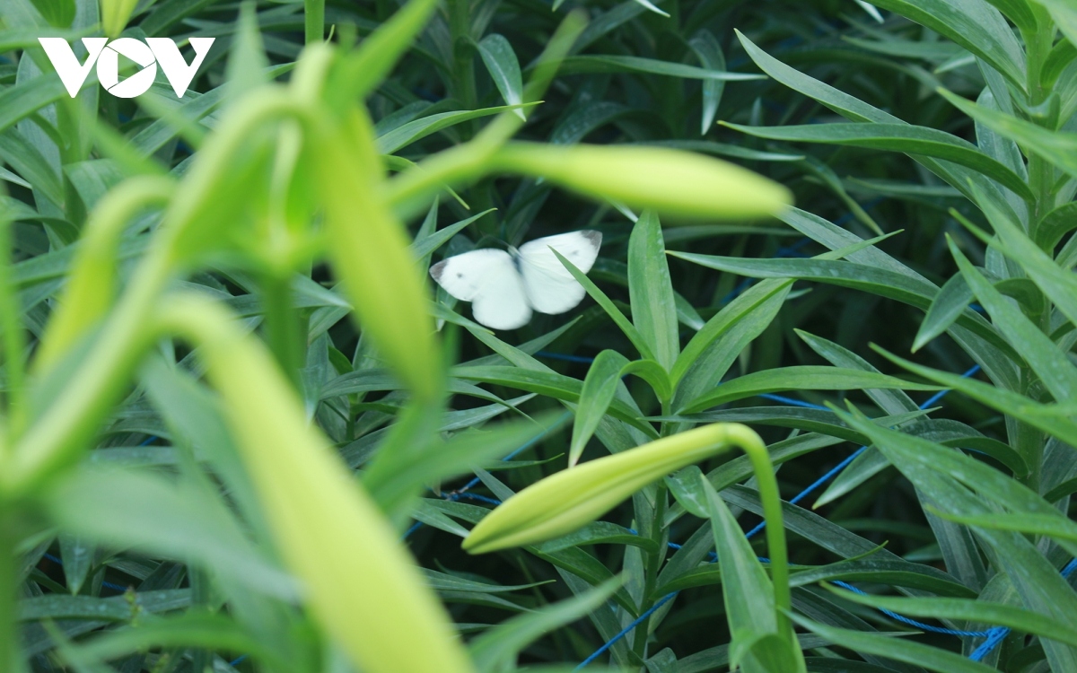 hanoi flower village covered by lilies amid full bloom season picture 10