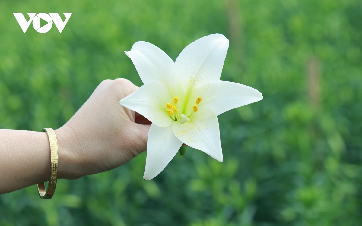 hanoi flower village covered by lilies amid full bloom season picture 11