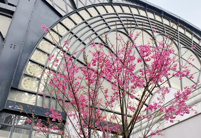 stunning japanese cherry blossoms spotted in sa pa picture 2