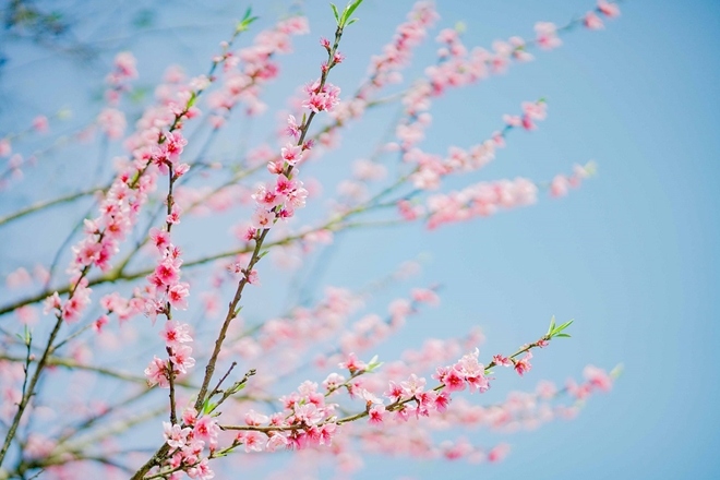 stunning japanese cherry blossoms spotted in sa pa picture 3