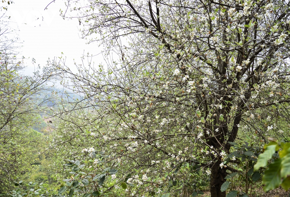 white son tra flowers spotted in full bloom on pha din peak picture 3