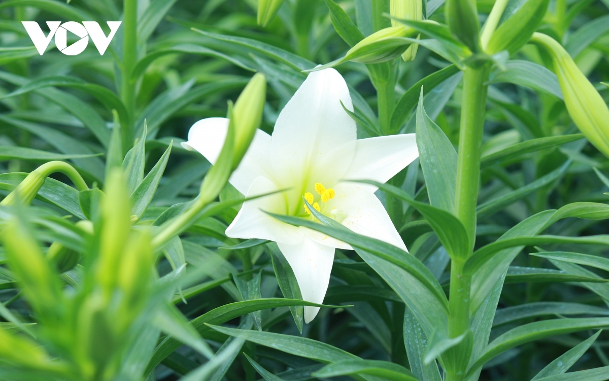 hanoi flower village covered by lilies amid full bloom season picture 3