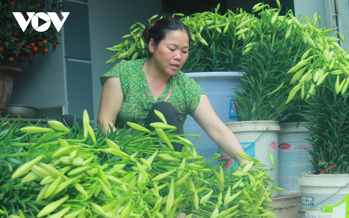 hanoi flower village covered by lilies amid full bloom season picture 4