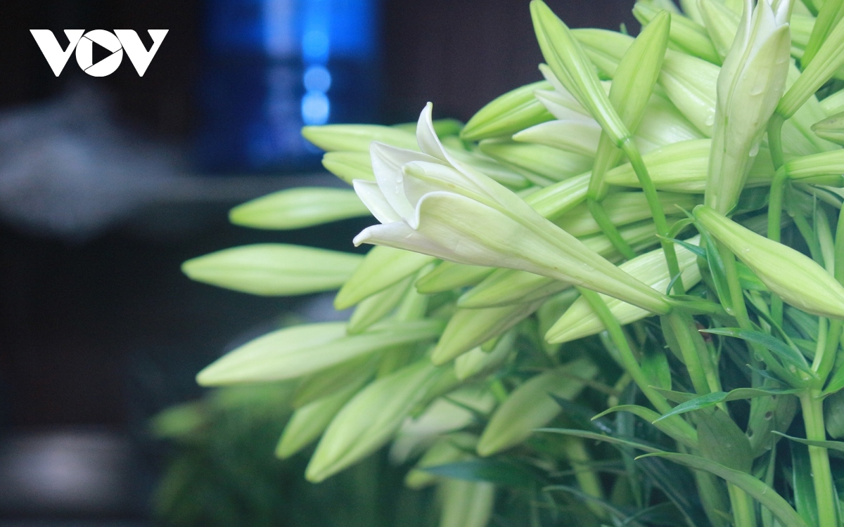 hanoi flower village covered by lilies amid full bloom season picture 5