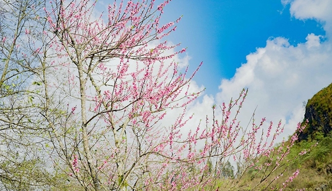 stunning japanese cherry blossoms spotted in sa pa picture 8