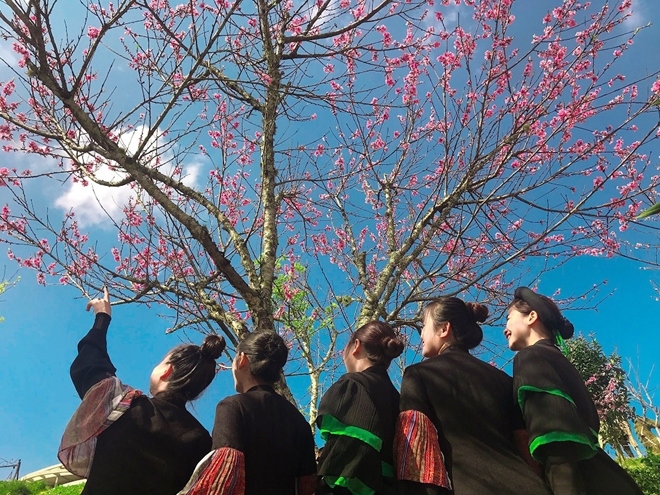 stunning japanese cherry blossoms spotted in sa pa picture 9