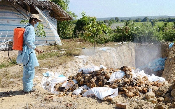 hanoi culls 4,979 poultry in an effort to stem bird flu outbreak picture 1