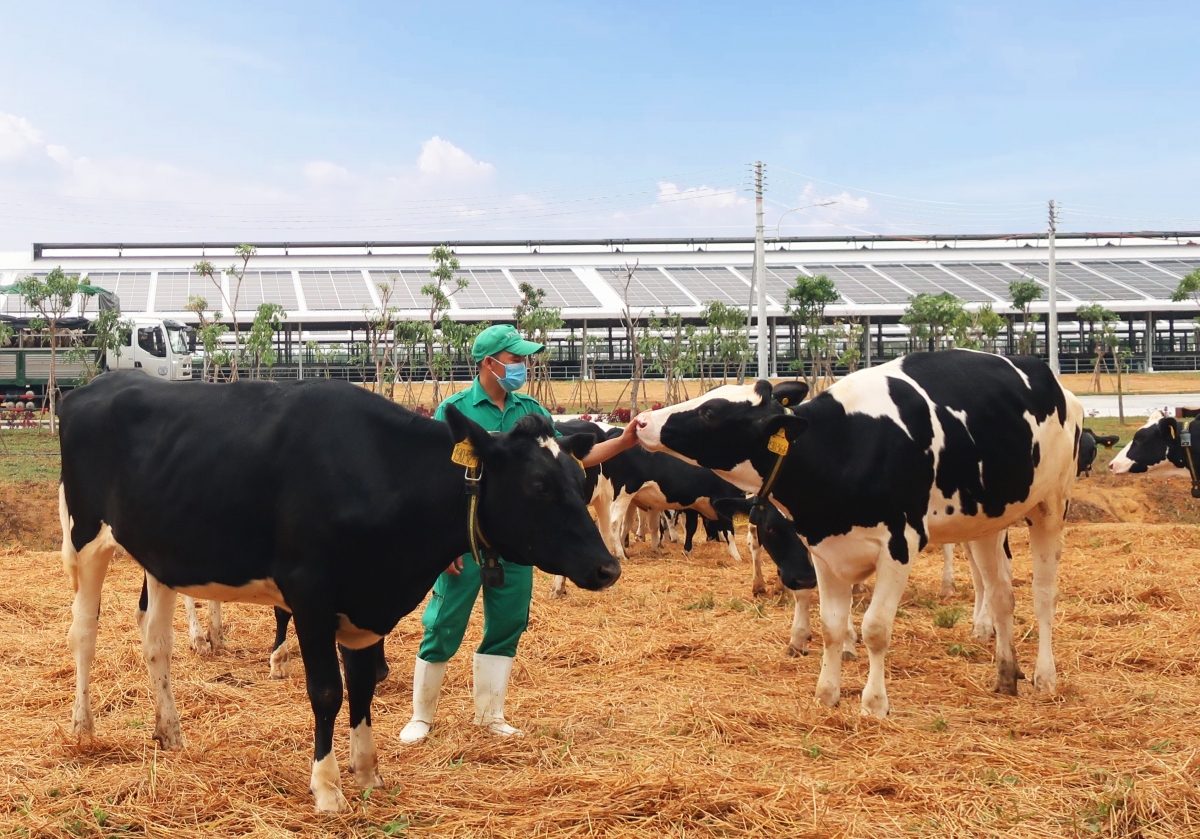 Vinamilk tiếp tục nhập hơn 2.100 con bò sữa HF thuần chủng từ Mỹ ...