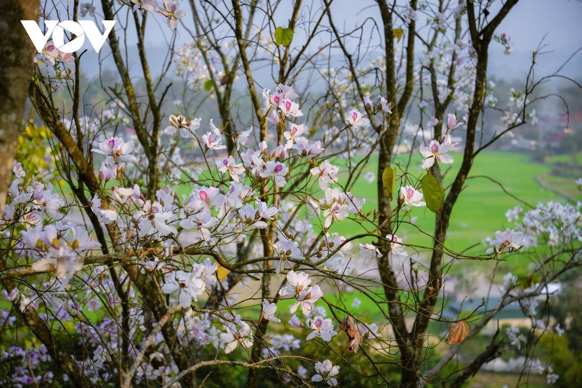 exploring the pristine beauty of hoa ban blossoms in dien bien picture 10