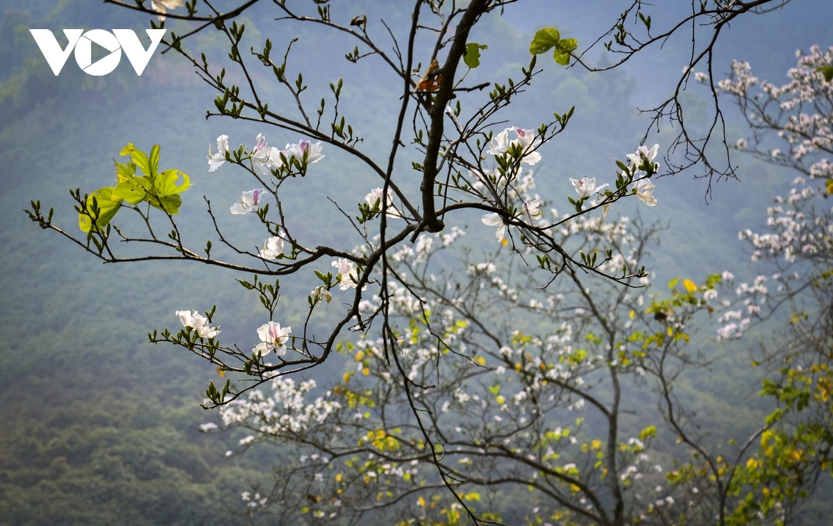 exploring the pristine beauty of hoa ban blossoms in dien bien picture 2
