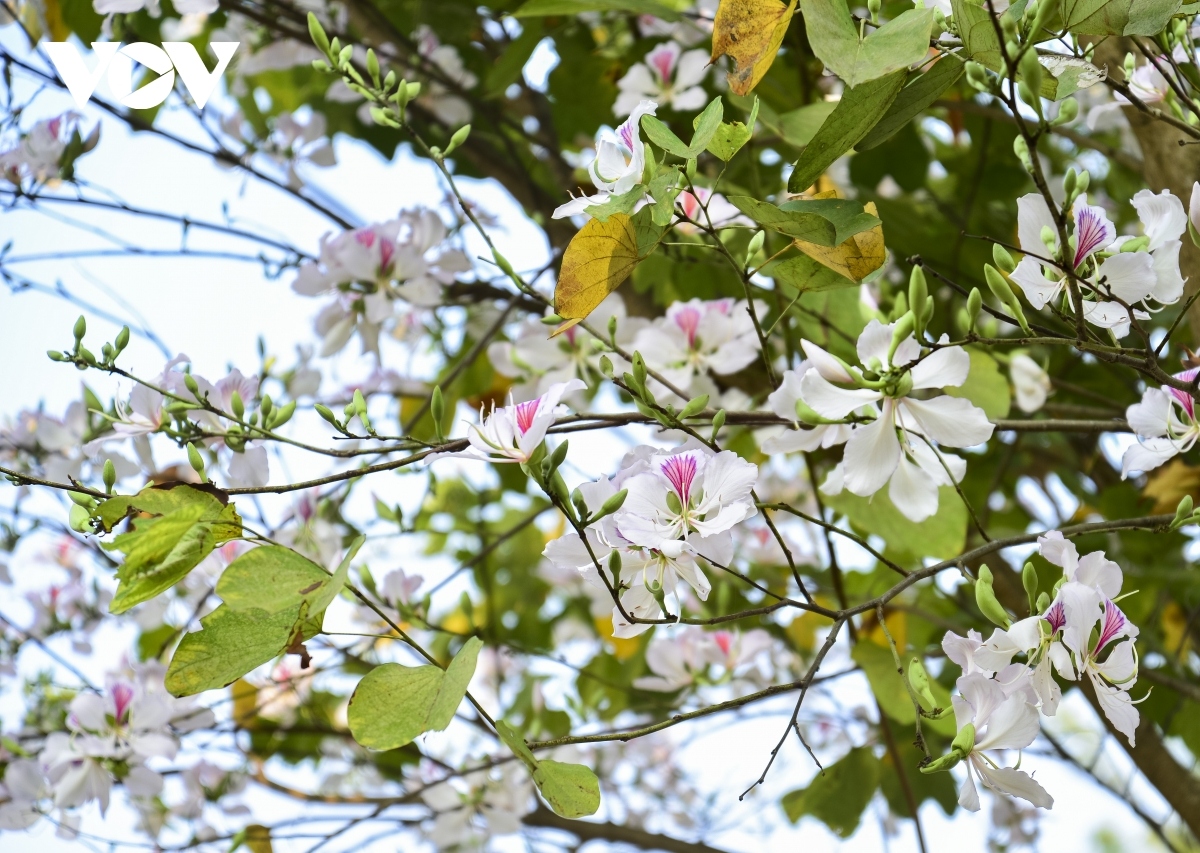 exploring the pristine beauty of hoa ban blossoms in dien bien picture 5