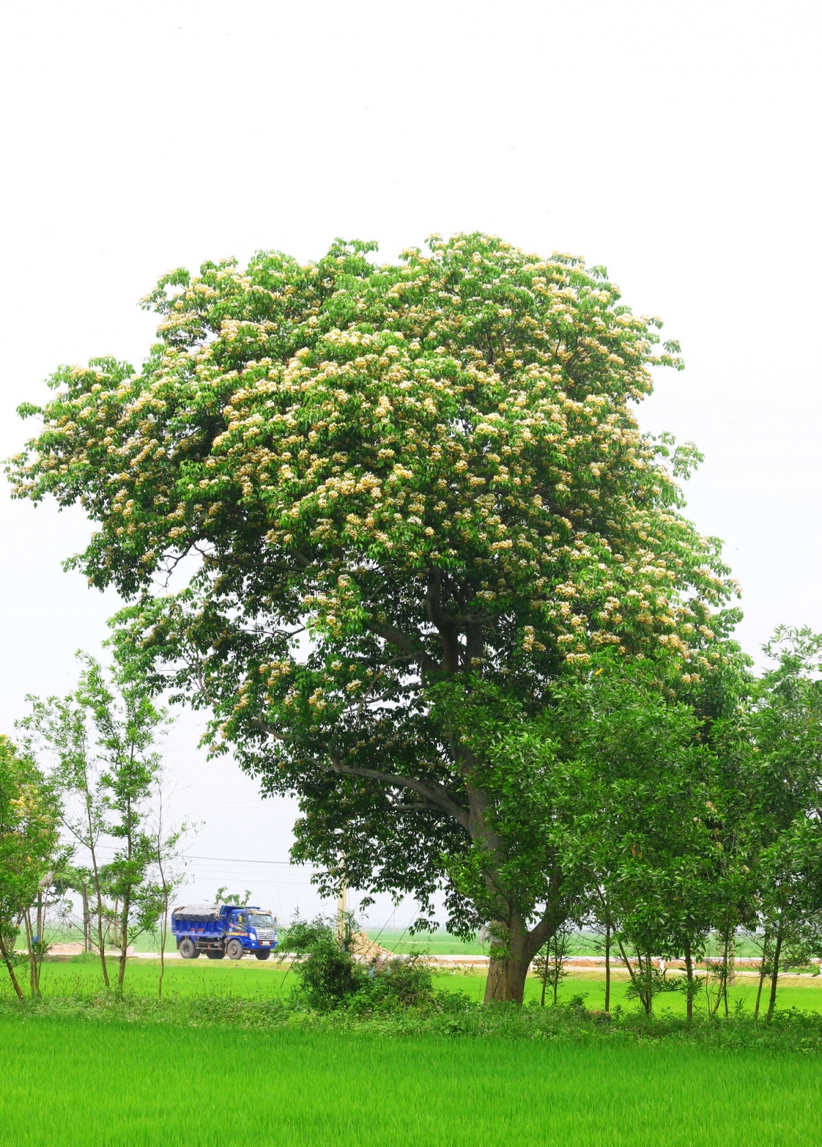 hoa bun blossoming brilliantly during late spring picture 4