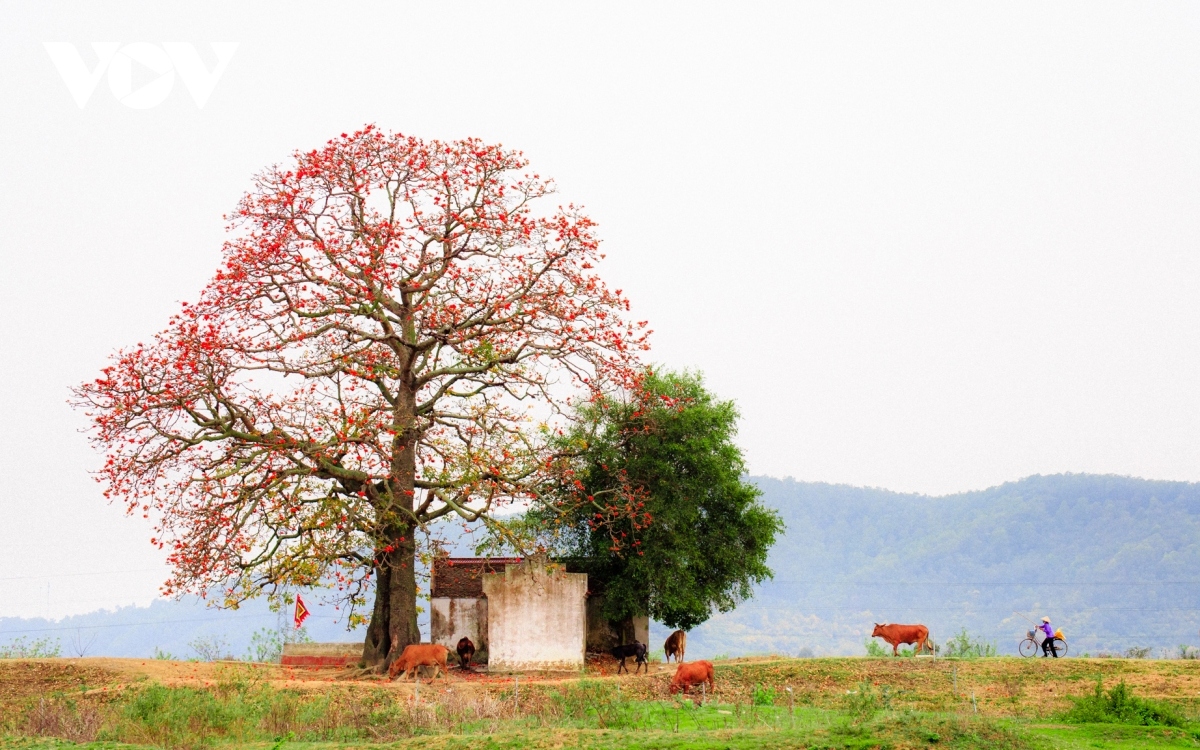 bombax ceiba in full bloom across northern village picture 1