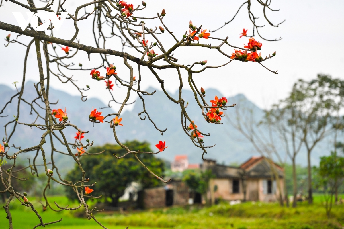 bombax ceiba blossoms come out throughout hanoi in march picture 16