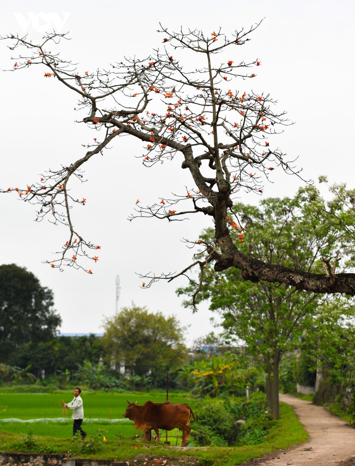 bombax ceiba blossoms come out throughout hanoi in march picture 17