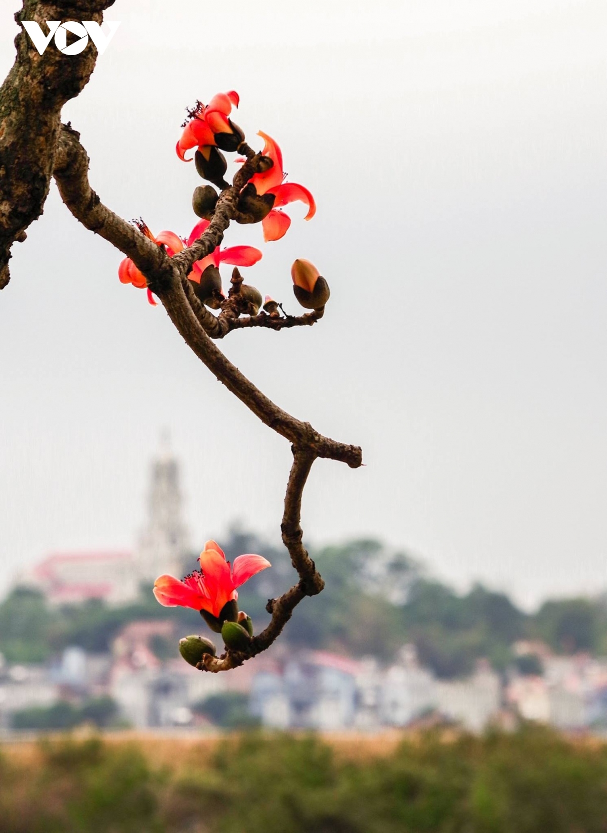 bombax ceiba in full bloom across northern village picture 3