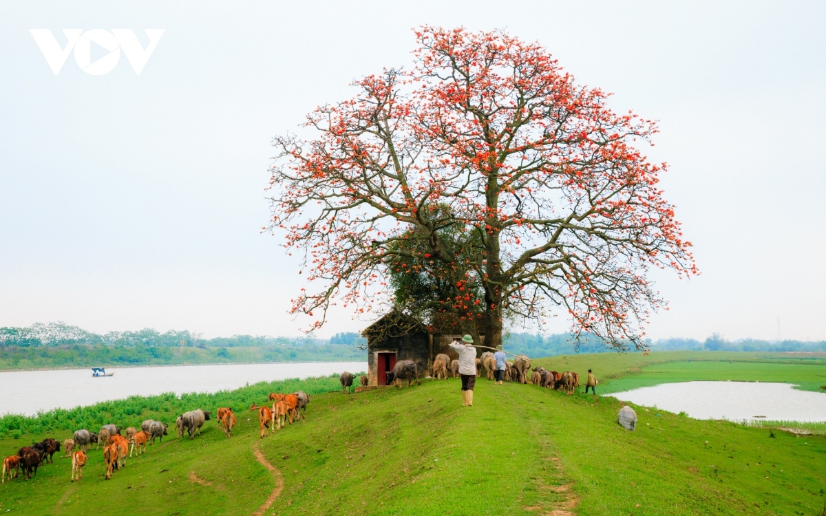 bombax ceiba in full bloom across northern village picture 4