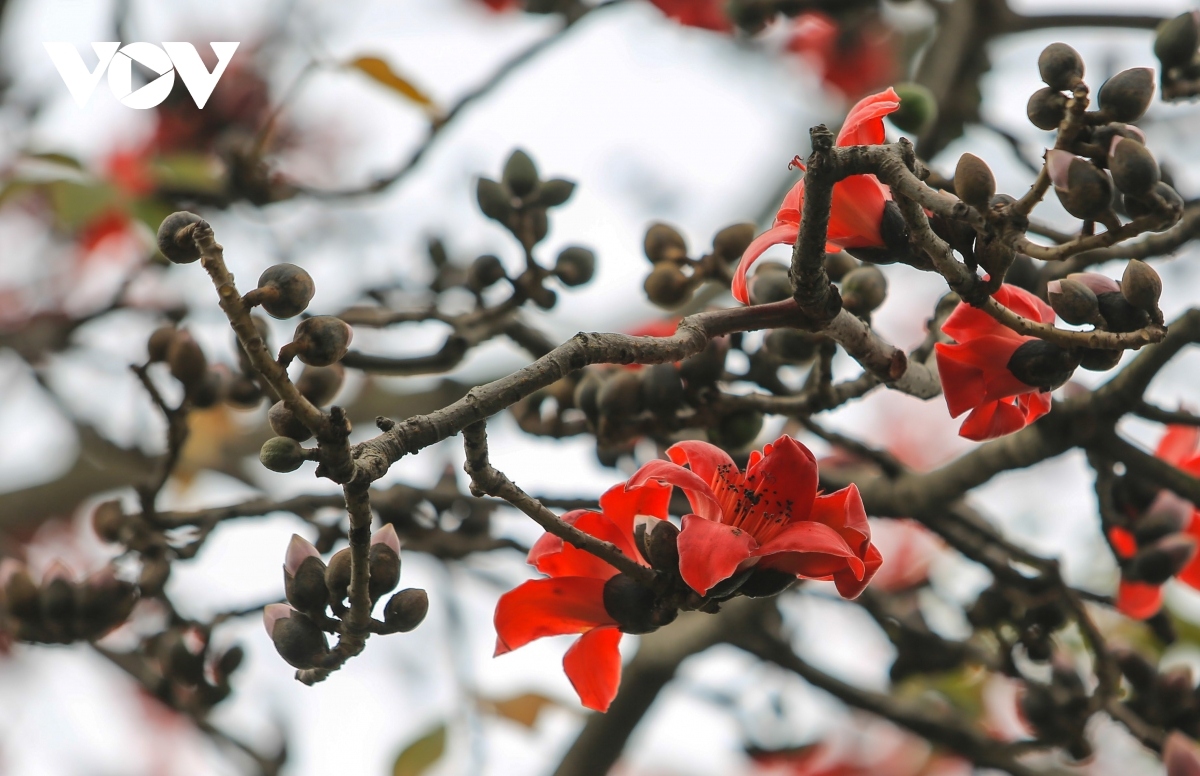 bombax ceiba blossoms come out throughout hanoi in march picture 4