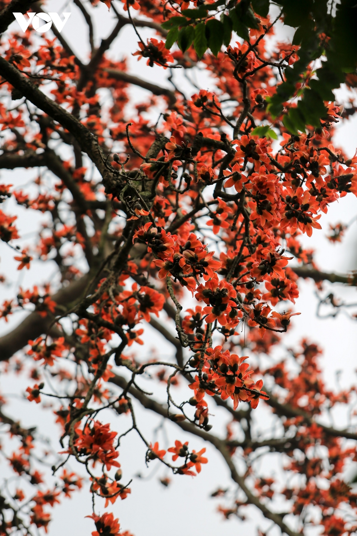 bombax ceiba blossoms come out throughout hanoi in march picture 5