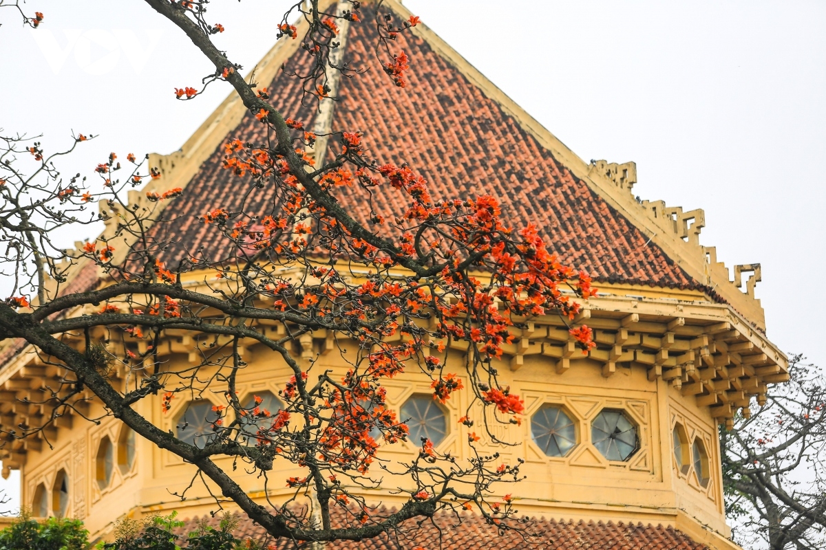 bombax ceiba blossoms come out throughout hanoi in march picture 7