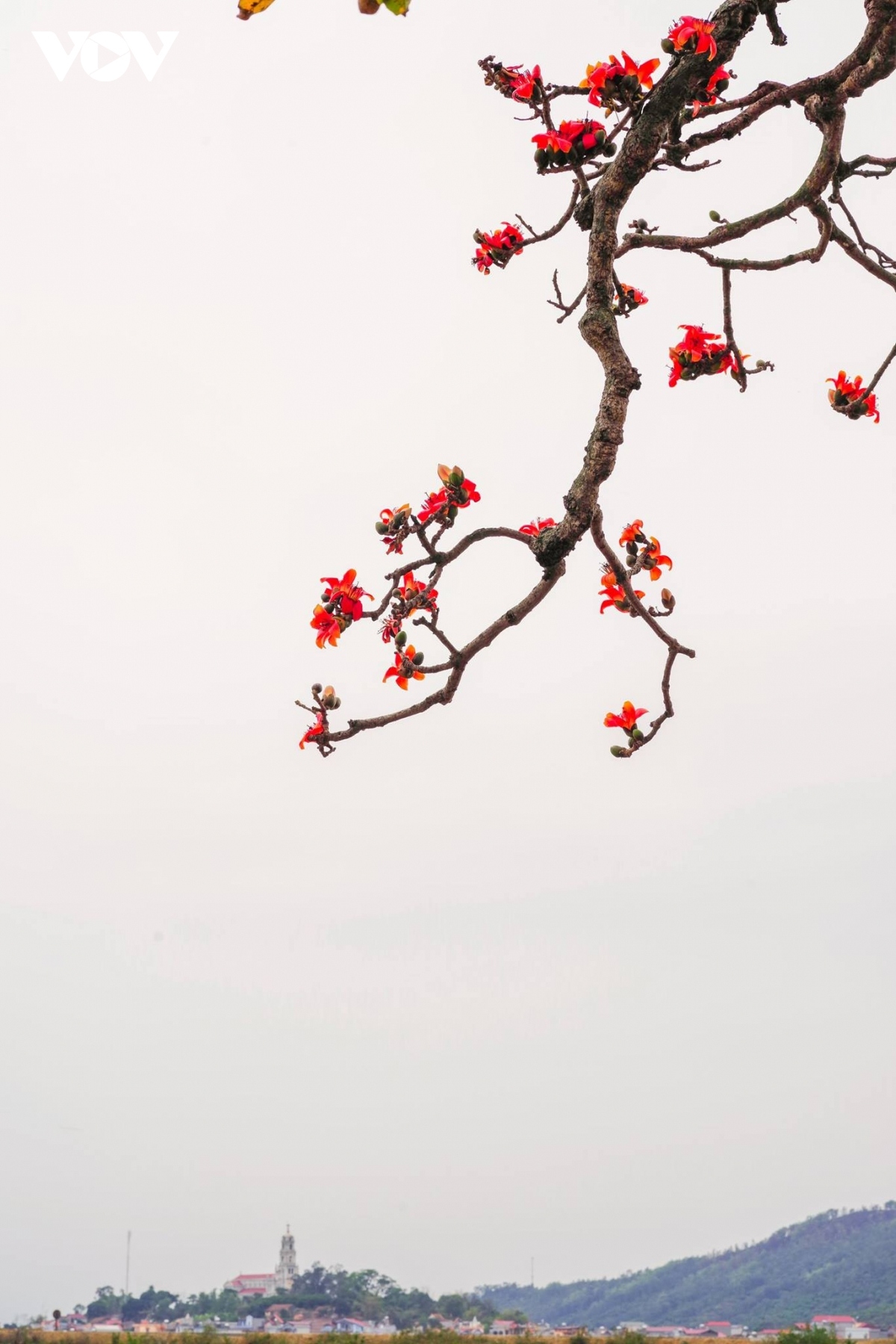 bombax ceiba in full bloom across northern village picture 8