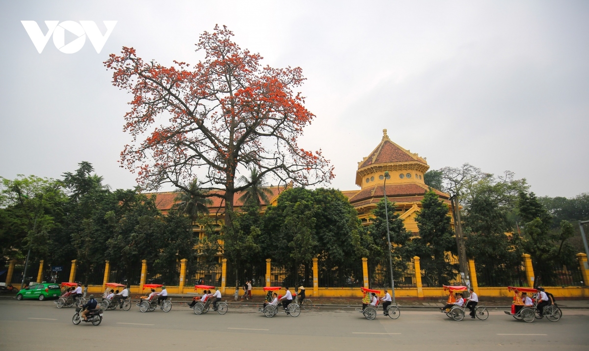 bombax ceiba blossoms come out throughout hanoi in march picture 8