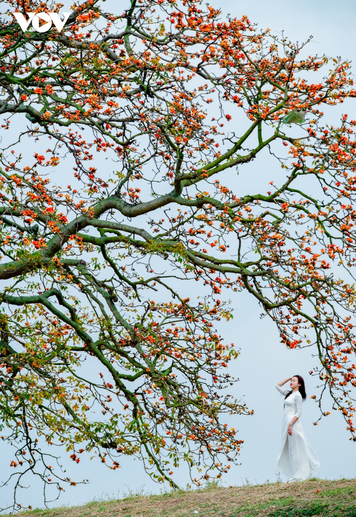 bombax ceiba in full bloom across northern village picture 9