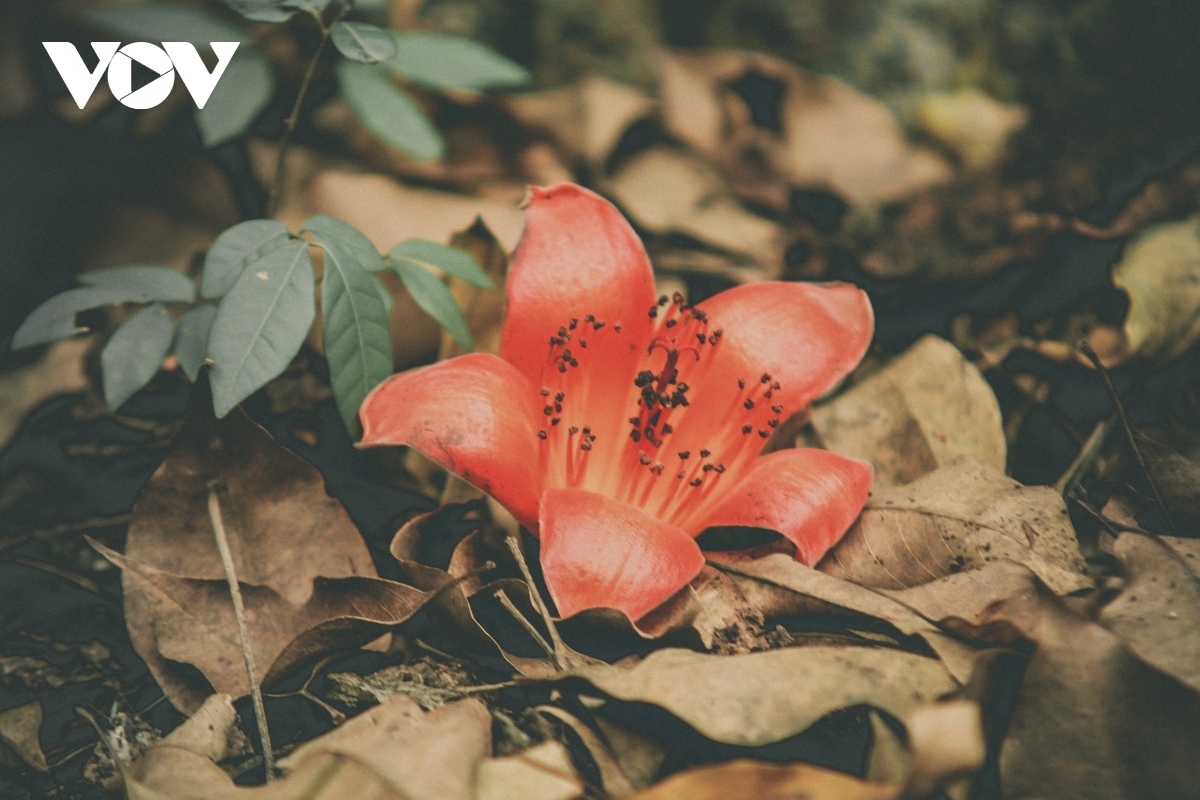 bombax ceiba blossoms come out throughout hanoi in march picture 9