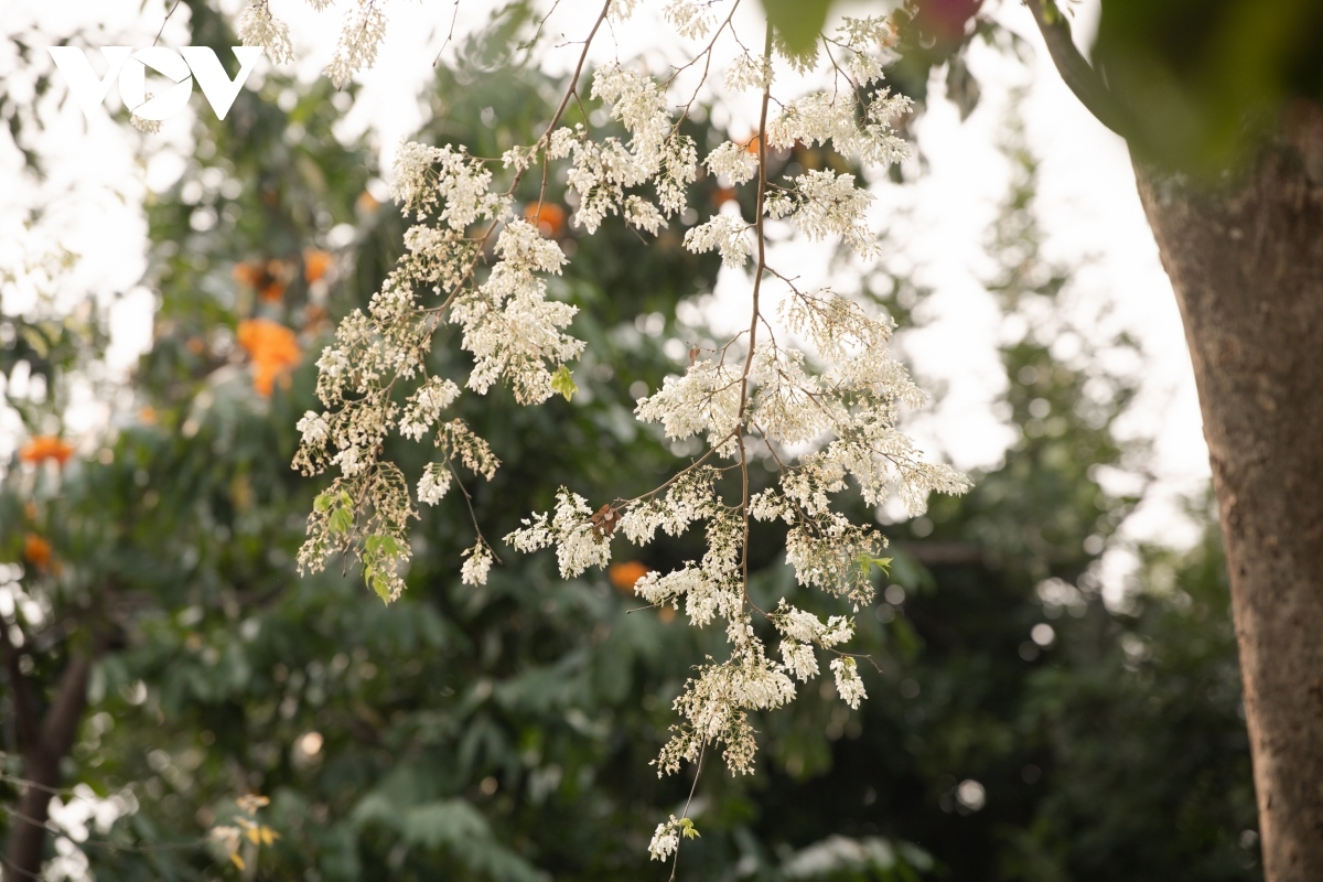 blossoming hoa sua flowers beautify hanoi during spring months picture 11