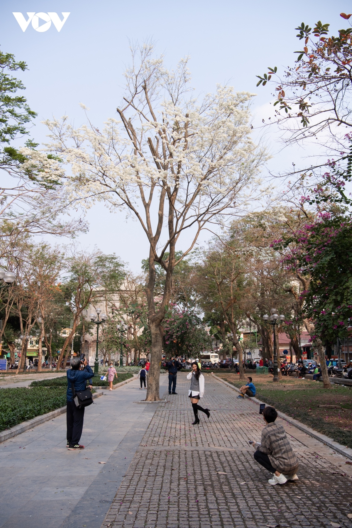 blossoming hoa sua flowers beautify hanoi during spring months picture 14