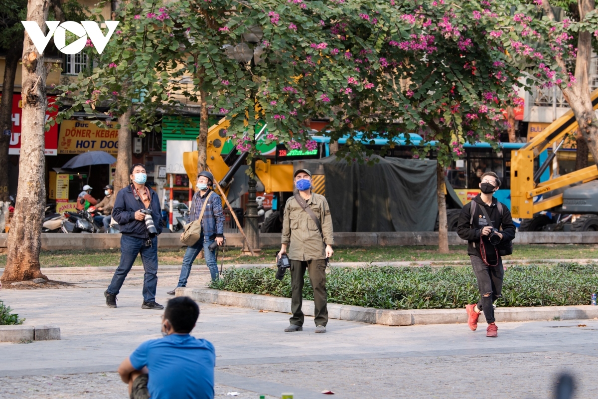 blossoming hoa sua flowers beautify hanoi during spring months picture 16