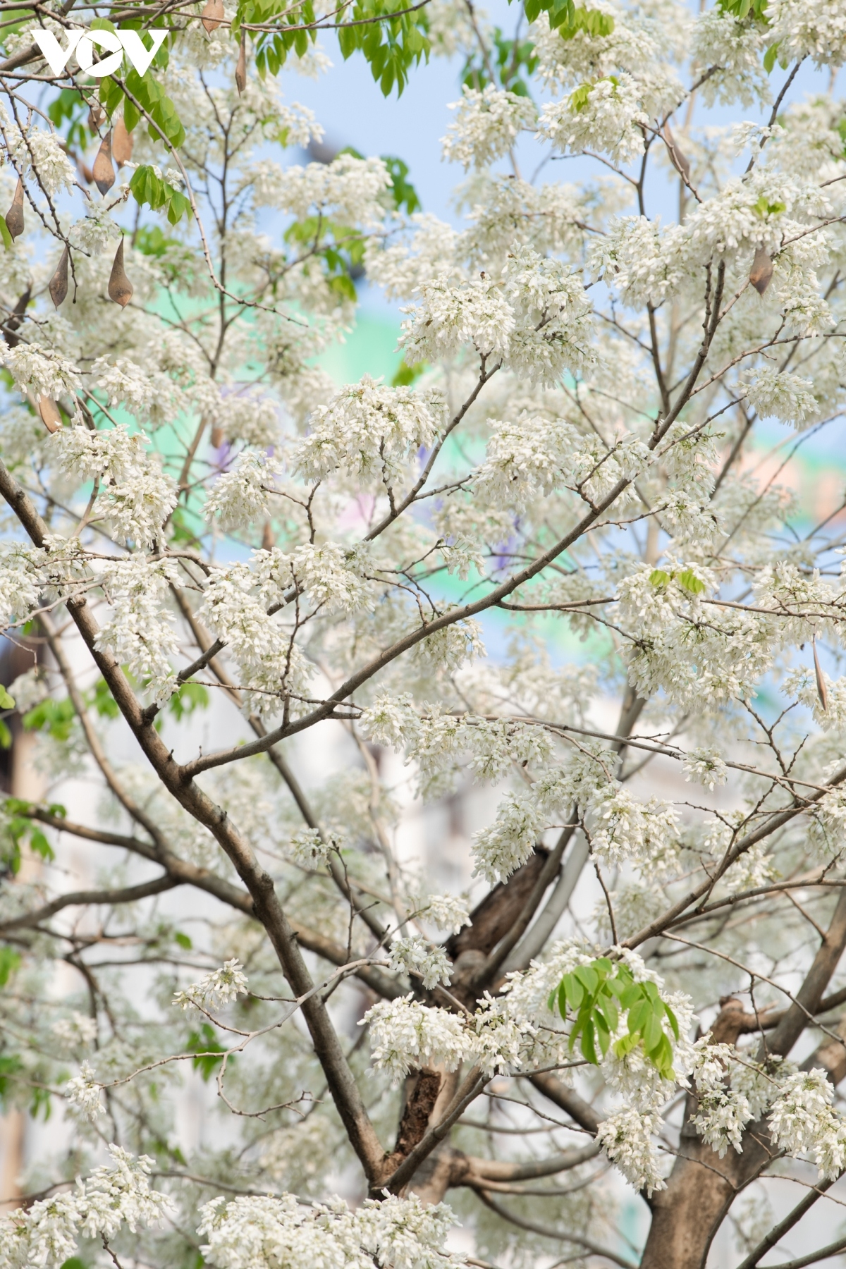 blossoming hoa sua flowers beautify hanoi during spring months picture 4