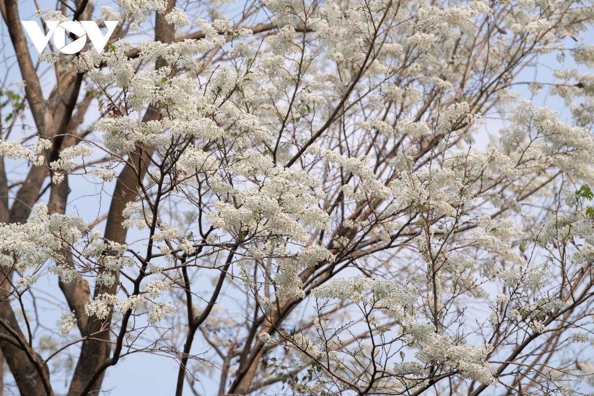 blossoming hoa sua flowers beautify hanoi during spring months picture 5