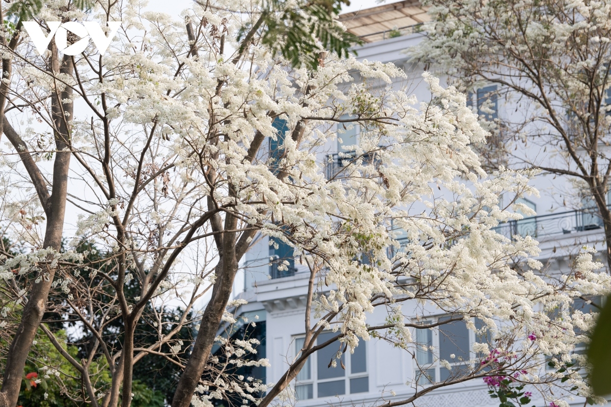 The flowers can easily be found on many streets throughout the capital, including Thanh Nien, Kim Ma, Phan Dinh Phung, Hoang Dieu, and Tran Hung Dao.