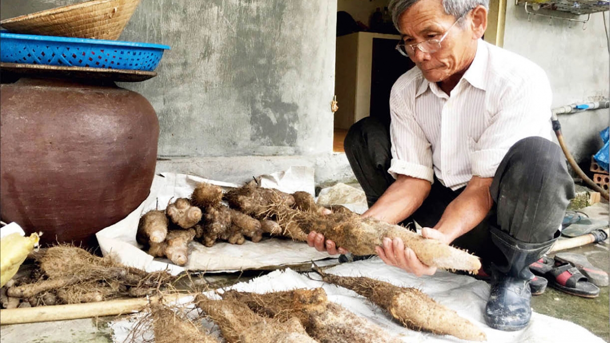 Nông dân Huế trồng khoai tiến Vua cho thu nhập cao