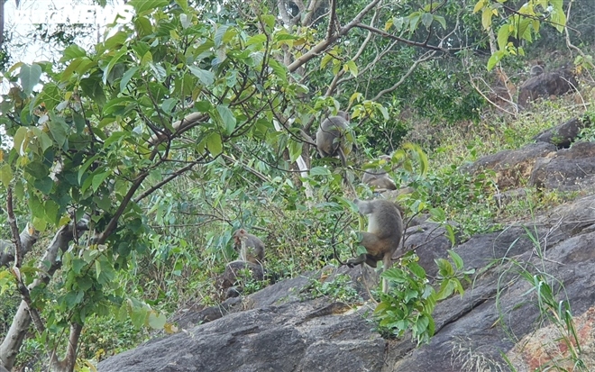 Dan khi tram con tran xuong duong xin an, Da nang cu nguoi ngan chan hinh anh 4