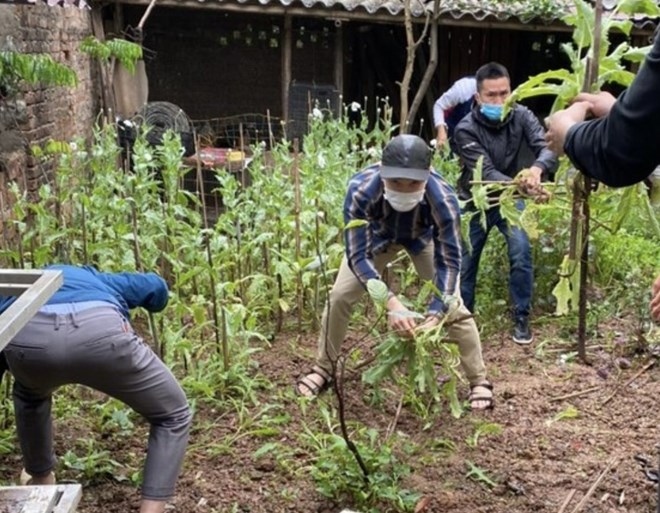 Hà Nội: Phát hiện một hộ dân trồng cây anh túc trong vườn nhà