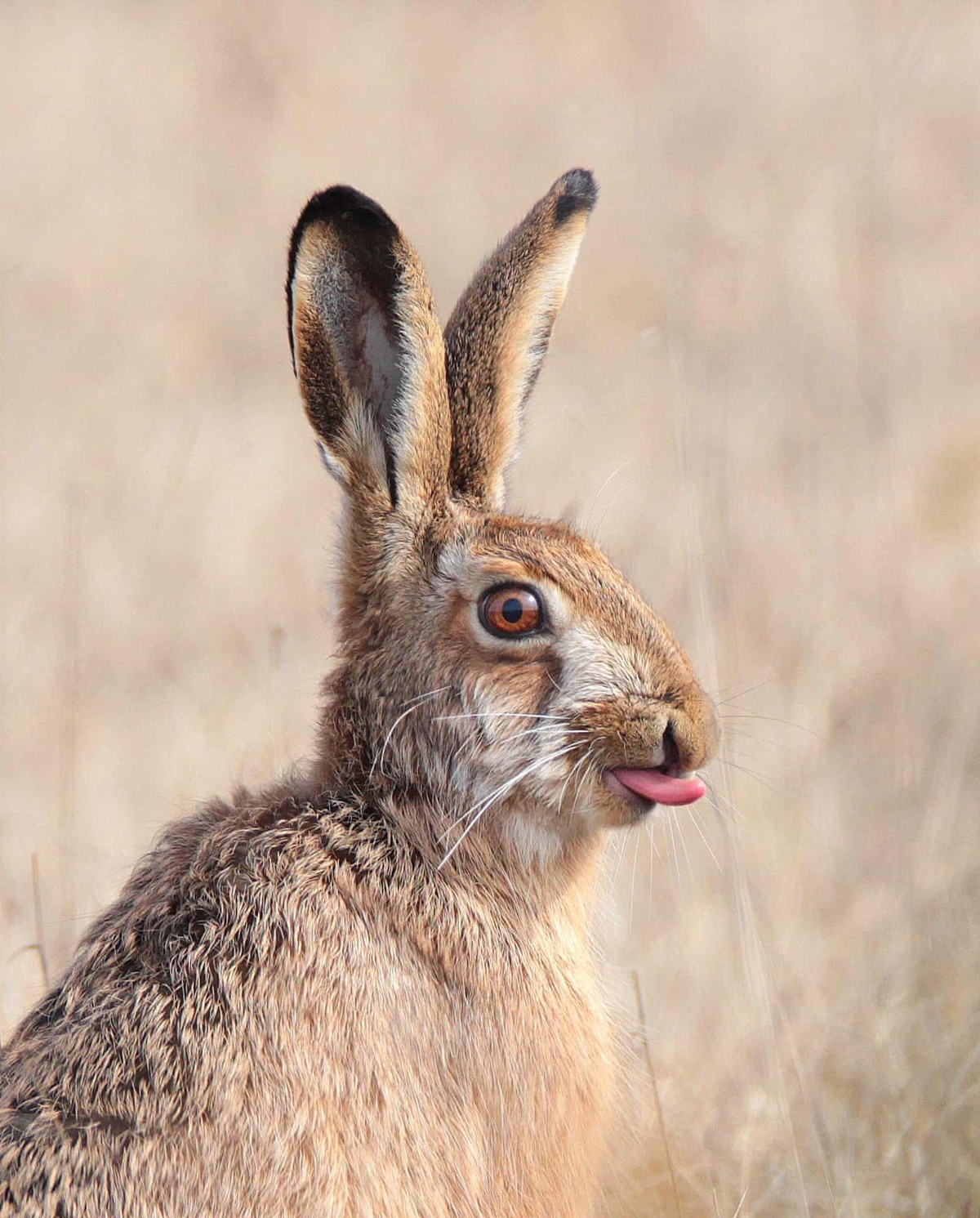 A photo snapped by Cristo Pihlamäe tops the natural world and wildlife category. “Little Kiss” is an amusing picture of a hare looking out into the field as it sticks out its tongue.