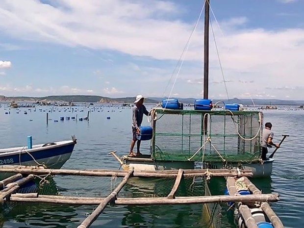 vietnam striving to promote sustainable marine aquaculture development picture 1