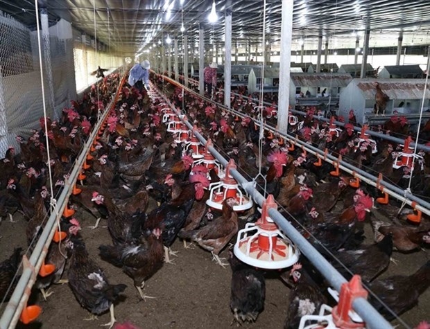 vietnamese poultry find way onto more foreign plates picture 1