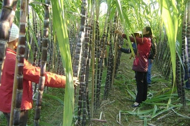 Sugar industry eyes solid year after a bitter 2020