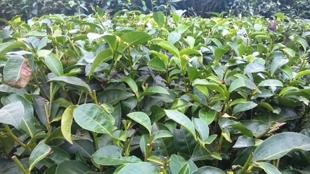 tea exports see bright spot in january-february picture 1