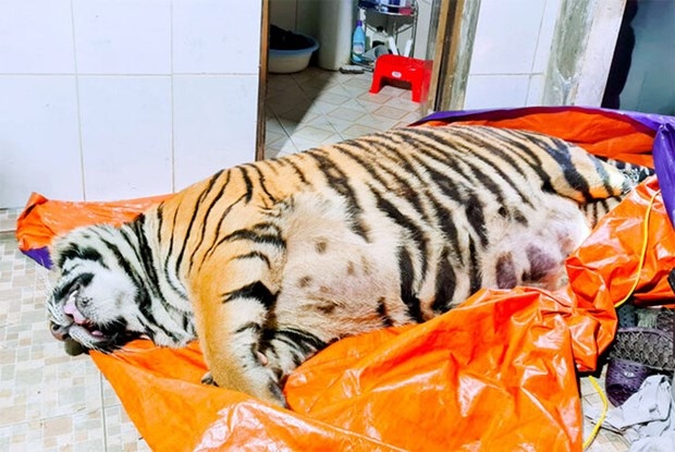 ha tinh police prosecute tiger bone glue maker picture 1