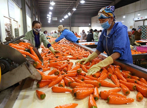 rok resumes importing vietnamese carrots picture 1