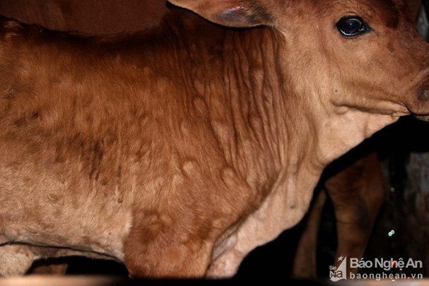 Nghe An imports 10,000 vaccine doses to combat lumpy skin disease
