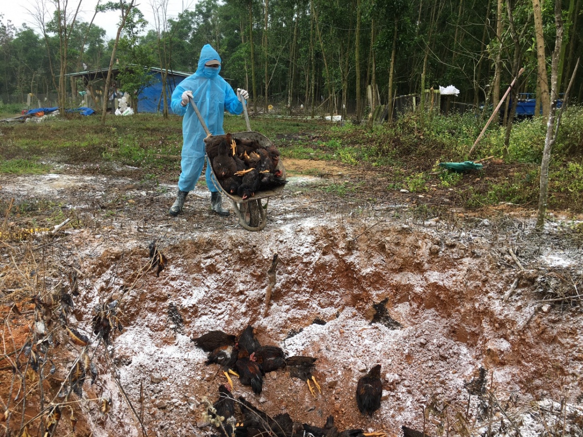 Ngành chức năng huyện Phú Ninh, tỉnh Quảng Nam tiêu hủy gia cầm mắc bệnh.